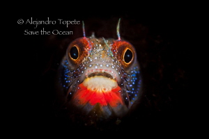 Blenny on Black, Acapulco Mexico by Alejandro Topete 